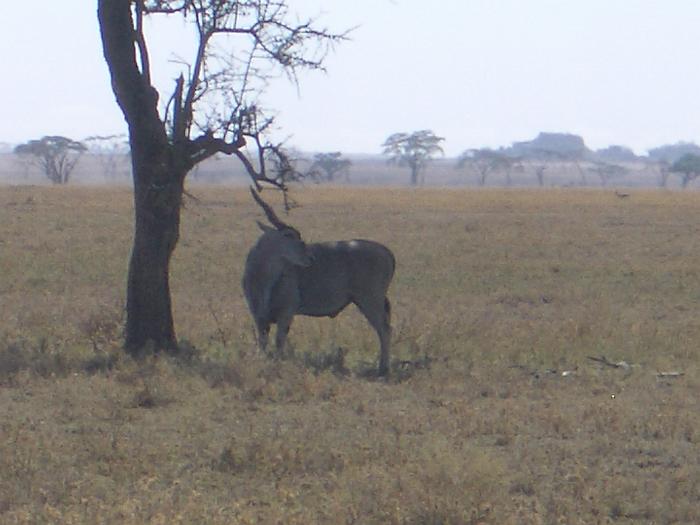 141_eland