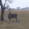 141_eland